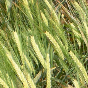 Pewter Barley