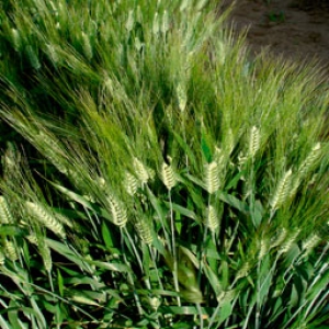 Vitron Durum Wheat