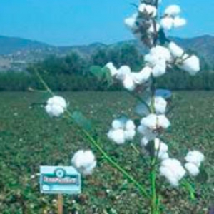 Fokion Cotton