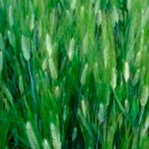 Semolero Durum Wheat