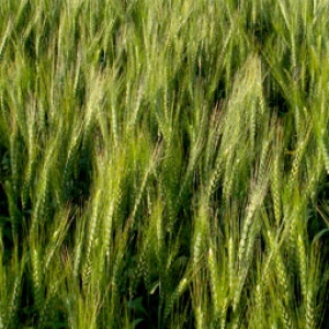 Catedral Soft Wheat