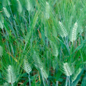 Don Pedro Durum Wheat