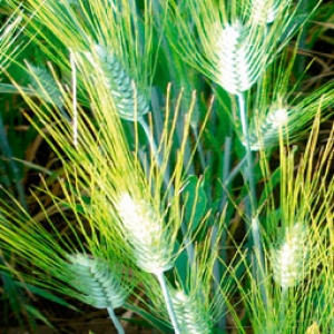 Sula Durum Wheat