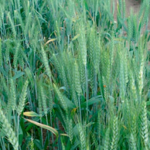 Cartaya Soft Wheat