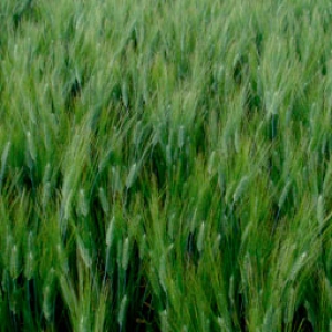 Euroduro Durum Wheat