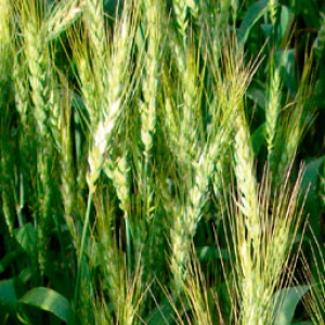 Yecora Soft Wheat