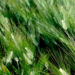 Gallareta Durum Wheat