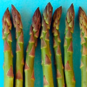 Asparagus DePaoli