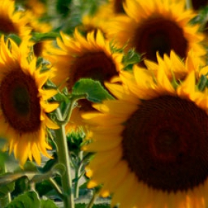 Girasol Giralda