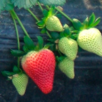CALIFORNIA BERRY CULTIVARS
